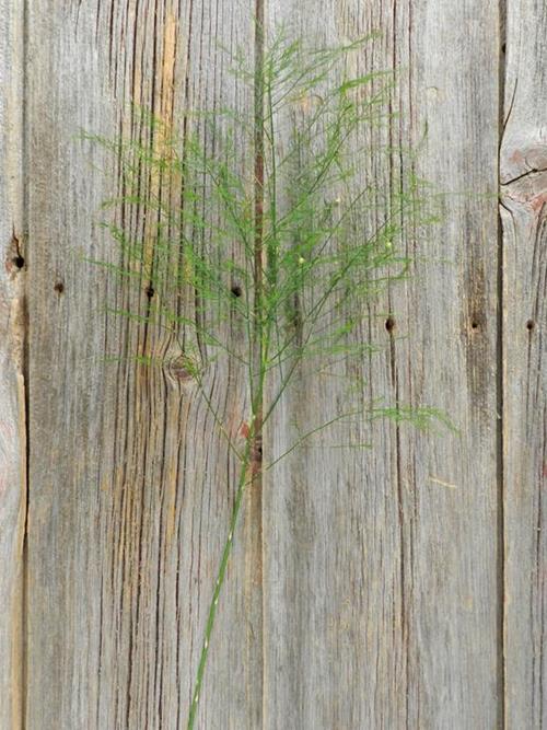 TREE FERN   GREENS